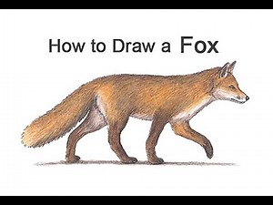 How to draw a Fox (Color)