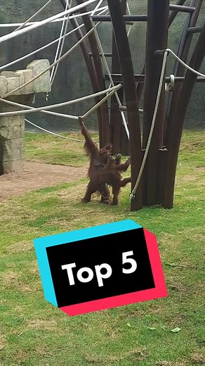 Top 5 actividades para hacer en el Zoológico Guadalajara