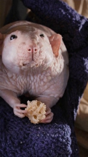 This looks like a tiny pink alien, but it’s actually a hairless Dumbo rat. Those oversized ears aren’t just cute, they help with heat regulation, and without fur, their skin makes body language and health changes easier to spot. Surprisingly smart, social, and affectionate. Weird outside, wonderful brain. #HairlessRat #DumboRat #AnimalFacts #NatureIsWeird #PetReels #ScienceOfAnimals | Discvr Blog