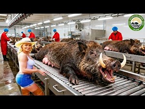 How Texas Farmers Trap & Process 1.7 Million Invasive Wild Boars - Inside Massive Boar Meat Industry