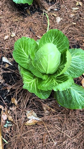 Growing Cabbage in Your Backyard Garden