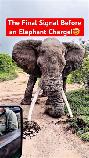 The Warning Sign Before an Elephant Charges