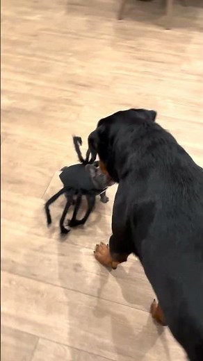 Big Dog Gets Chased By Puppy In Spider Costume