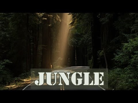 Jungle Sound Effects - No Copyright