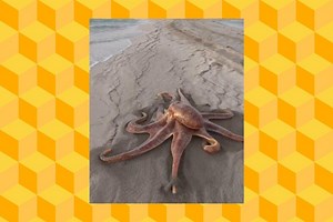 Does This Video Show an Octopus Walking on the Beach?