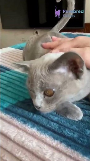 Meet Mila: Blue Burmese with Silky Coat & Yellow Eyes, Calm, Loving, and Devoted 💛🐾 #Burmese