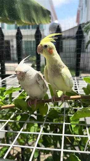 Cockatiel was hair 🪾🌴🦜🦜#cockatiel #parrot #birds #pet #pets