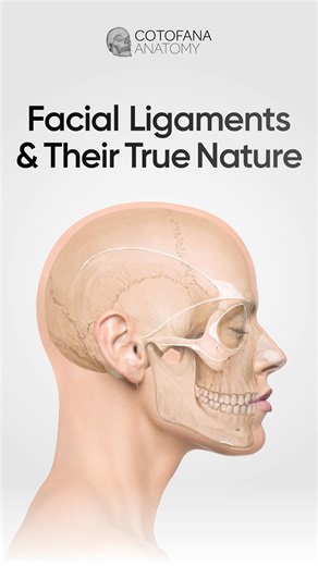 💀COTOFANA ANATOMY on Instagram: "Can a cannula really cut through a facial ligament? Short answer: no — and understanding why is key to mastering subsicion techniques. What a cannula can do is create the space you need for effective filler placement. Want the full anatomical breakdown? 📲 Dive into Cotofana Anatomy’s latest blog: “Facial Ligaments and Their True Nature”"