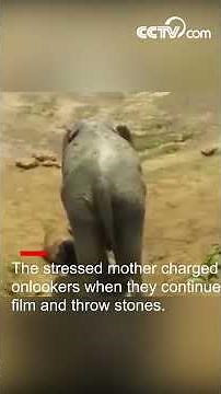 Elephant kills man in self-defense| CCTV English