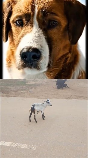 A Dog Helping Another Dog With Pure Kindness | No Selfish Motives