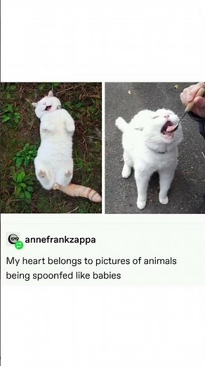 subscribe for new content! 🎀🩵#cat #viral #shorts