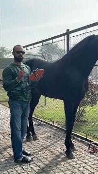 Horses not accepting new fees is very common and can be resolved very easily 🐎👍