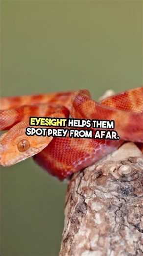 Is this how snakes secretly move above our heads? 🌿🐍