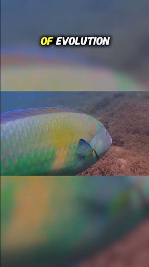 Top Ten Most Beautiful Fish in the Ocean: The Ocean's Masterpieces