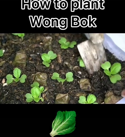 Wong Bok: Planting and Growing Tips for Peking Cabbage