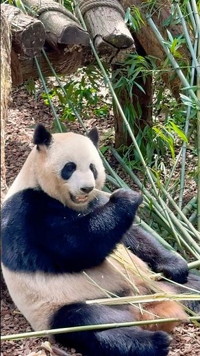 Inside the World’s Biggest Panda Park 🐼 | Chengdu, China #PandaPark #ChengduPandas #giantpanda