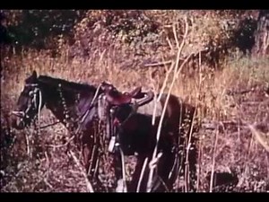 Fred Bear Recurve Elk Hunting!