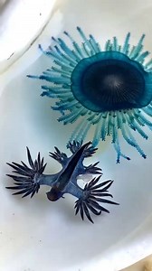 Bizarre blue sea creatures! 👽 These visually stunning invertebrates are known as the Blue Button or Porpita porpita (back) and the Blue Dragon or Glaucilla marginata (front). They live partly in air and partly in water, relying on the wind to move them throughout the ocean in search of prey, which is sometimes each other! Master Reef Guide Jacinta Shackleton came across these two washed ashore in the Great Barrier Reef at Lady Elliot Island Eco Resort. #BiodiversityMonth | Master Reef Guides