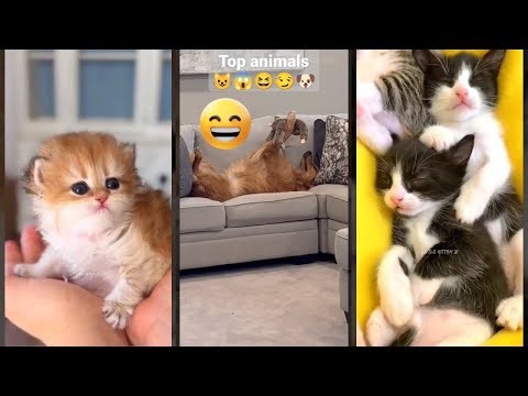 Cute Kittens 🥰 Cat Fails ❤️ #FunnyCats Part 7767
