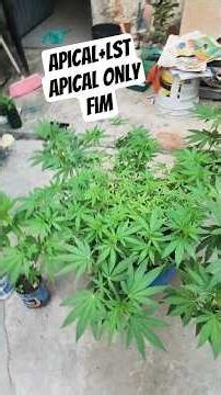 New beginning.🤙🌿