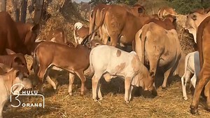 279K views · 8.2K reactions | Colourful calves  • • • #ChuluCalves #BontBoran #ChuluBorans #QualityGenetics #GoBoran #GoChuluBorans #Zambia #Cattle #Boran | Chulu Borans | Facebook