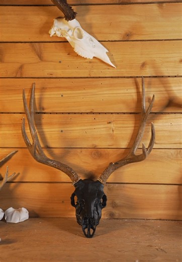 Cut-offs or sheds - let’s get them displayed. Buck Bracket replica skulls #taxidermy #deer #shedhunting #elk #buckbracket
