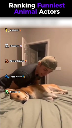 Top 5 Animal Actors 🐶🎬 | Funniest Animal Acting Moments (Try Not To Laugh)