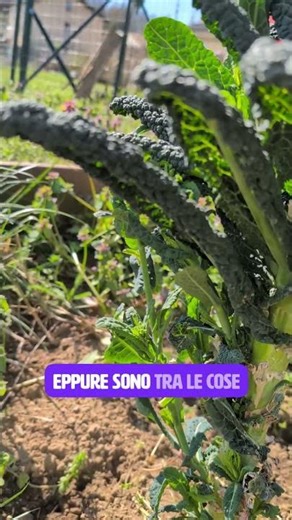 Cavolo nero: la seconda raccolta che in pochi conoscono
