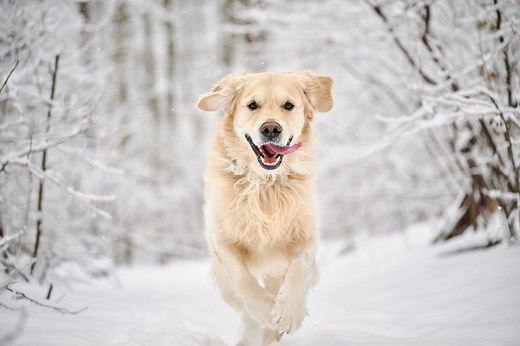 February Holidays That Prove the Shortest Month Is the Best Month