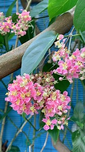 La Planta Ayahuasca o Banisteriopsis caapi es una liana leñosa perenne que se encuentra en los bosques tropicales del Amazonas en Sudamérica. La planta puede crecer bastante, trepando los árboles del bosque en busca de luz. La liana se caracteriza por sus tallos retorcidos y su corteza rugosa. Las hojas son grandes, de color verde oscuro, con forma ovalada o elíptica, y se disponen de manera alterna a lo largo del tallo. La Banisteriopsis caapi produce pequeñas flores blancas o rosadas que se ag