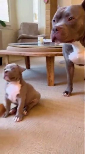 Funny Pets Compilation That Will Make Your Day!