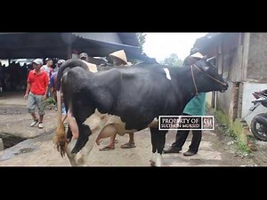 Cek Harga Sapi Perah ( Stroli ) Betina Khas Boyolali Jawa Tengah