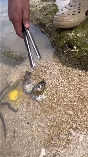 Two Fish Heads... But One Mysterious Sea Creature! 🌊🐟