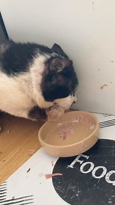 30K views · 2.3K reactions | Bernie made VERY short work of his afternoon ham treat yesterday!  We’ve added antibiotics to his daily regimen as his eyes are a little runny and he is a little sneezy - which is to be expected when there is so much damage to his sinuses - but we want to make sure he doesn’t have to worry about infection if possible ❤️‍啕. He takes all his meds without problem in his food  | Stray Cat Rescue Team West Midlands. | Facebook