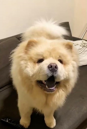 Chow chow barking