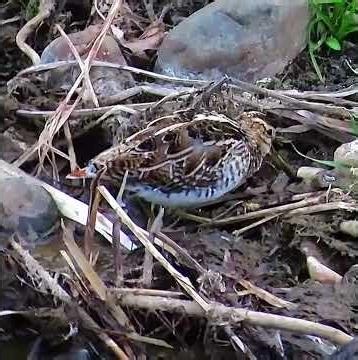 タシギ調布地区ショート 2026年2月20日 #タシギ #野鳥 #birds #wildlife #nature #自然観察ぶらり散歩