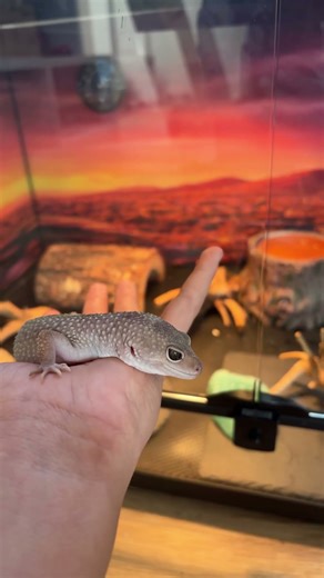 We got leopard geckos. This one’s name is Bruni from frozen two. ￼
