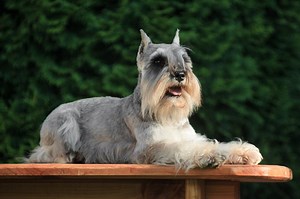How To Keep A Schnauzer's Face White - Cuteness