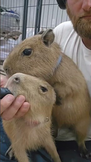 Baby Capybaras Compilation of Cuteness