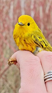 Just another warbler? Hardly. 🐥 This week’s #FeatherFriday features one of the most remarkably unremarkable birds you’ll meet at Tommy Thompson Park — the Yellow Warbler. A common catch. Nothing flashy. Just your average warbler... that migrates thousands of kilometres twice a year. No big deal, right? In the bird world, feats like this are completely normal. But these tiny travellers pack more resilience and endurance into a few grams of feathers than most of us could dream of. So while this w