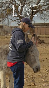 Cuddle Club is back! Baby donkey cuddles, peppermint treats, and one foal fully embracing the best donkey life by doing absolutely nothing. Want to volunteer? Visit www.donkeyvolunteer.org to see what opportunities are available. #pvdr #cuddleclub #donkey #DonkeyCare #donkey #donkeynursery | Peaceful Valley Donkey Rescue