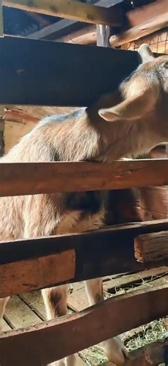 Letty (@lovelettysfarm0)’s videos with HI COUSINS BY EVANS MWIRIGI - 𝐊𝐈𝐍𝐆 𝐎𝐅 𝐇𝐄𝐀𝐑𝐓𝐒👑💚