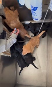 28 reactions | Splish splash, we’re taking a pup bath! ✨ Some puppies love it, some give us the ultimate side eye, but one thing’s for sure… there’s no escaping the suds! Don’t let the puppy dog eyes fool you, they’ll be feeling fresh and fluffy in no time!  | Project 2 Heal | Facebook