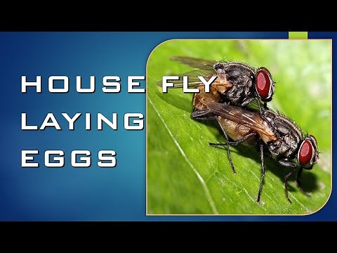 HOUSE FLY LAYING EGGS | #35