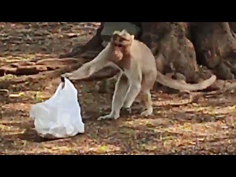 Bag prank on monkeys hilarious funny reactions | funny monkey video