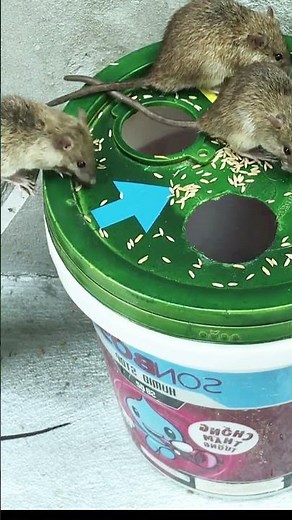 Best humane mouse trap idea easy to make #mousetrap #diy #mous #rat