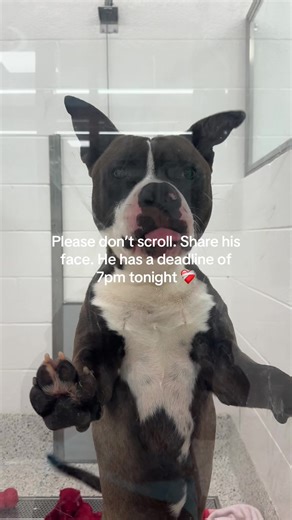 Adopt Halpert: Energetic Dog in Need of a Home