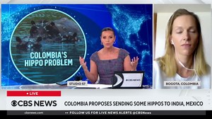 Deporting Pablo Escobar's invasive "cocaine hippos" from Colombia carries a hefty price tag