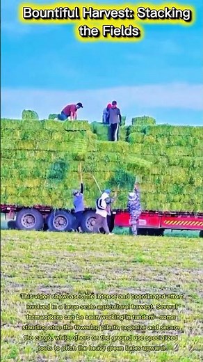 Bountiful Harvest: Stacking the Fields