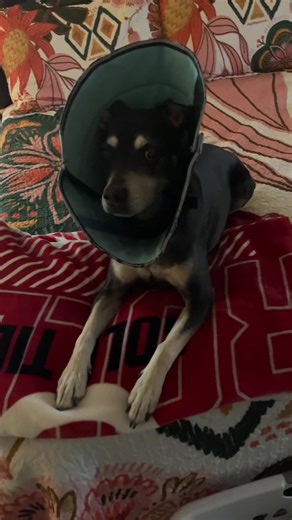 #alabama #friday #sunset #dogs#coneofshame